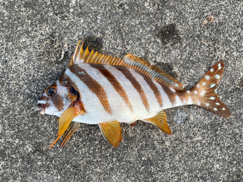 タカノハダイの釣果