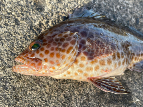 オオモンハタの釣果