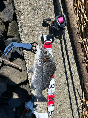 チヌの釣果