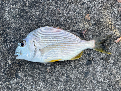 ヘダイの釣果