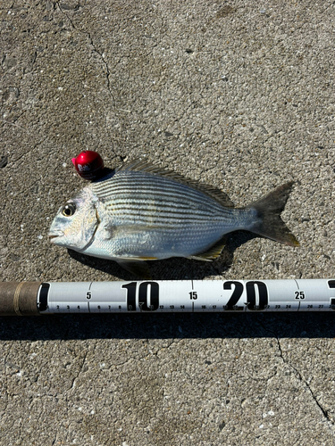 ヘダイの釣果