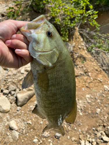 スモールマウスバスの釣果