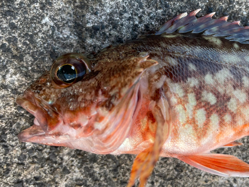 カサゴの釣果