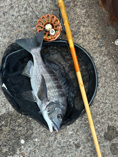 チヌの釣果