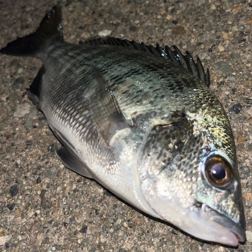 クロダイの釣果