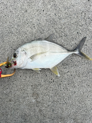 ロウニンアジの釣果