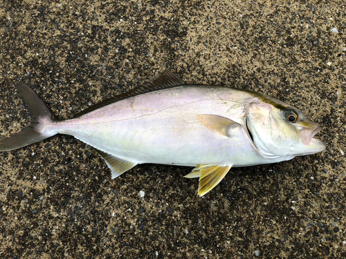 ショゴの釣果