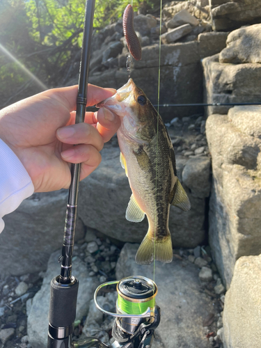 ブラックバスの釣果