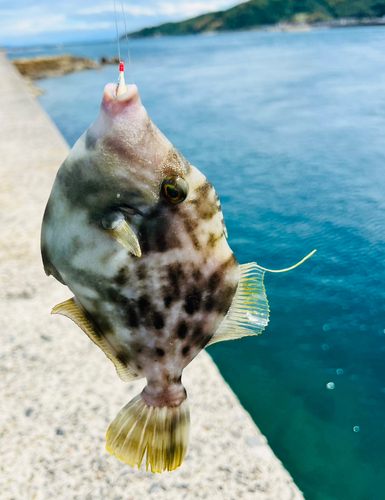 カワハギの釣果