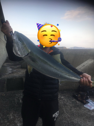 ブリの釣果