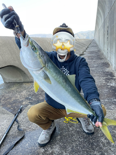 ブリの釣果