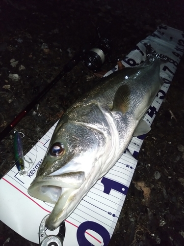 シーバスの釣果