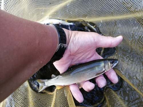 アユの釣果