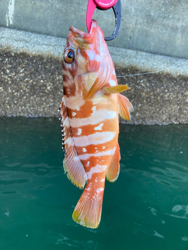 アカハタの釣果