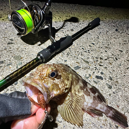 ガシラの釣果