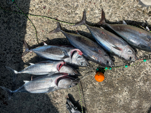 ヨコワの釣果