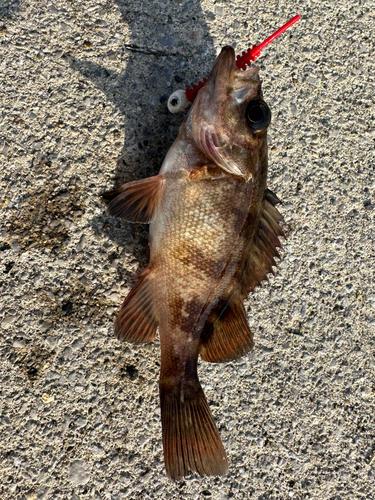 メバルの釣果