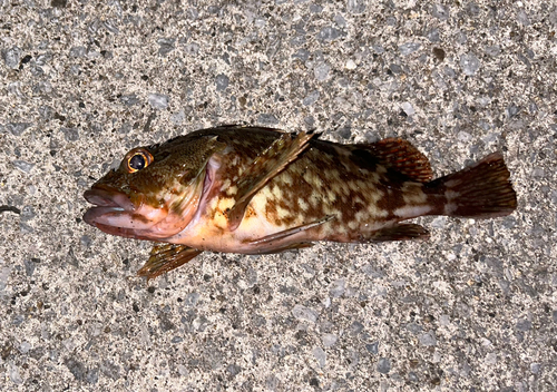 カサゴの釣果