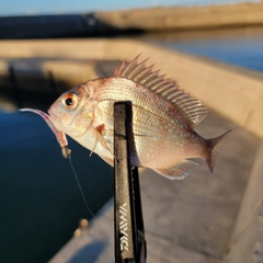 チャリコの釣果