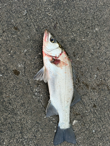 セイゴ（マルスズキ）の釣果