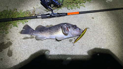 クロソイの釣果