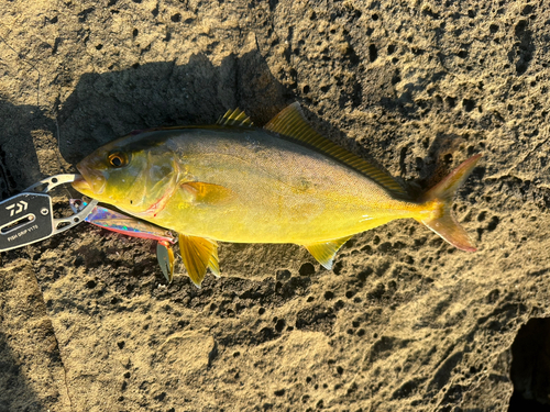 ショゴの釣果