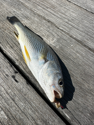 ニベの釣果