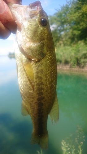 ラージマウスバスの釣果