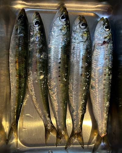 マイワシの釣果