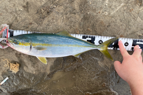 イナダの釣果