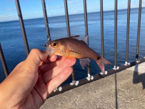 クロホシイシモチの釣果