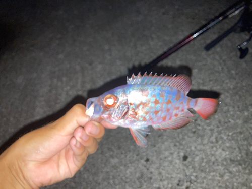 ゴマヒレキントキの釣果