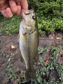 ブラックバスの釣果