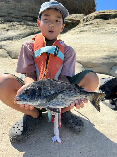 チヌの釣果