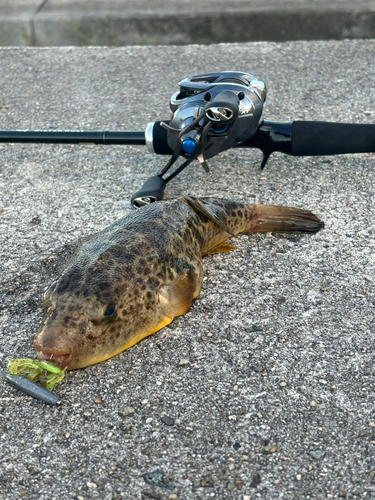 フグの釣果