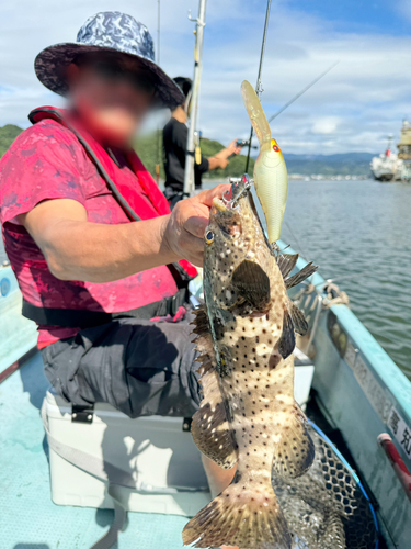 ハタの釣果