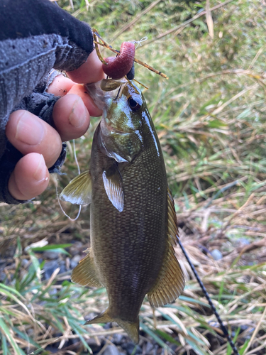 スモールマウスバスの釣果