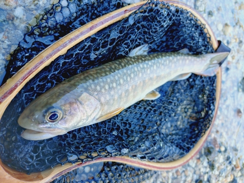 ニッコウイワナの釣果