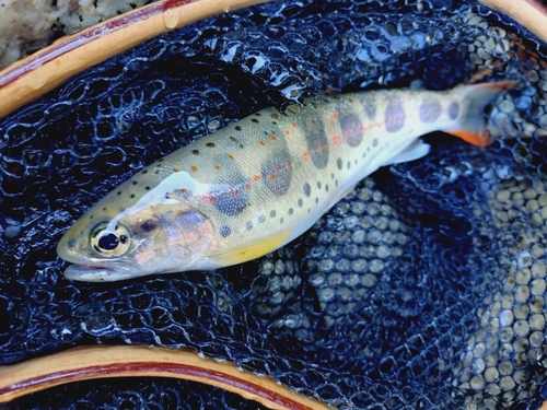 アマゴの釣果