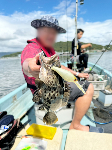 ハタの釣果