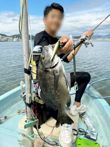 チヌの釣果