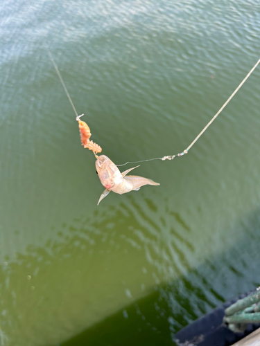 シロギスの釣果