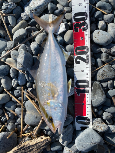 ショゴの釣果