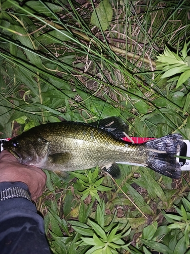 ラージマウスバスの釣果