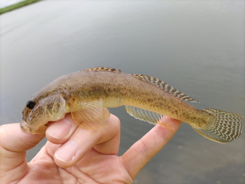 マハゼの釣果