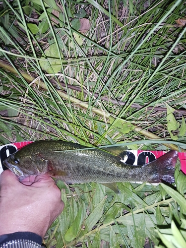 ラージマウスバスの釣果