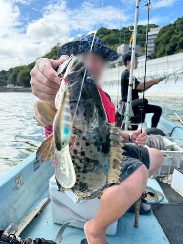 ハタの釣果