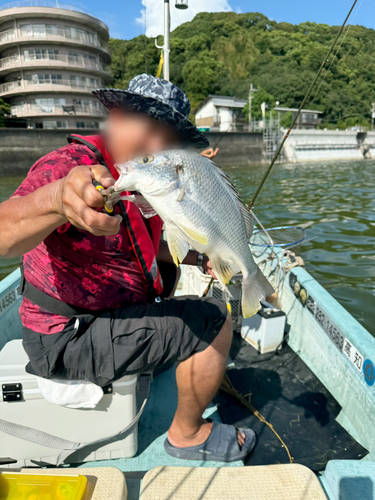 チヌの釣果