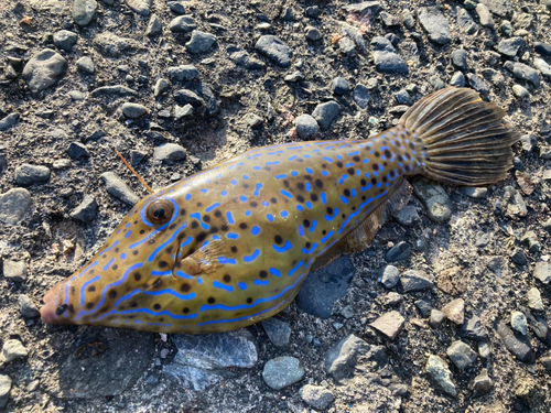 ソウシハギの釣果