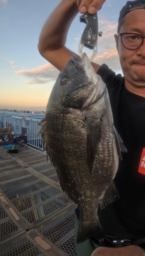 クロダイの釣果